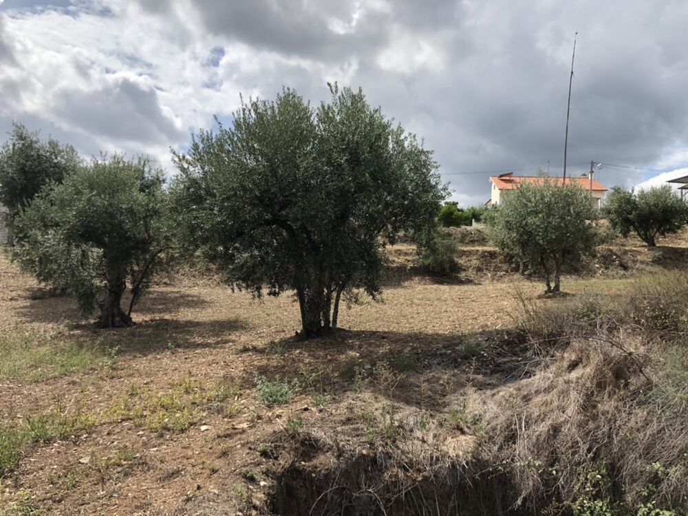 Terreno potencial para turismo rural na chaveira ,Cardigos,Mação