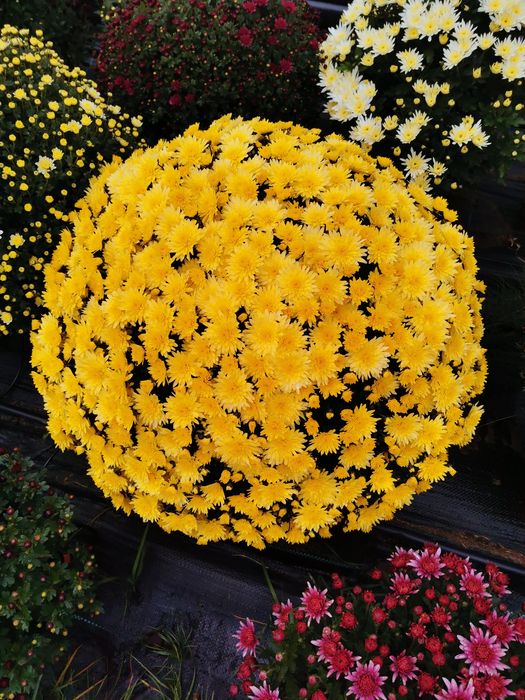 Chryzantemy drobnokwiatowe