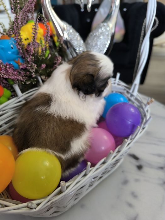 Suczka shih tzu Zhpr UCI umowa chip wyprawka rodowód 4 pokoleniowy