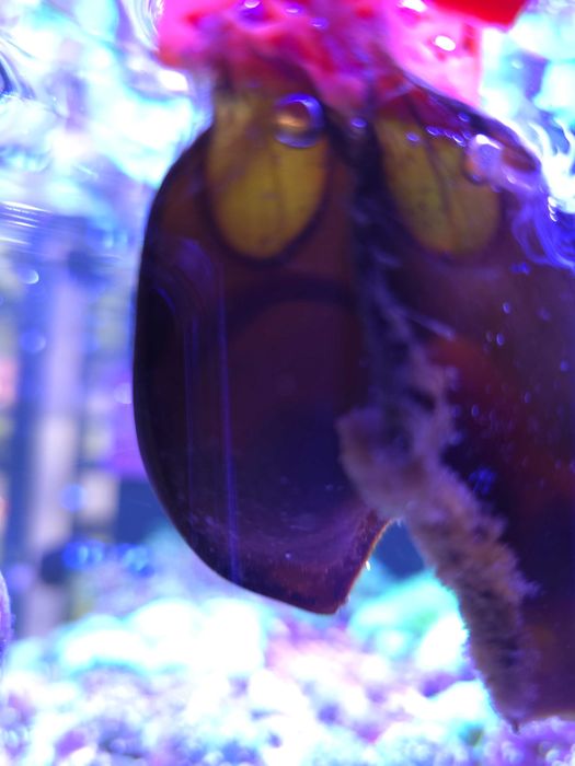 Jajo rekina Jajko Rekina Bambusowego Rekin Rafowy Akwarium Morskie