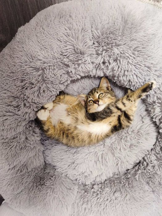 Котик в добрі ручки