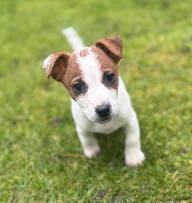 Jack Russell Terrier od #SMARTIE JACKS# gotowy do odbioru Male Jack