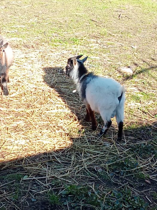 3 Cabras anas 2 chibus