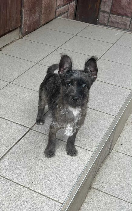 Хлопчик мерле чихопу