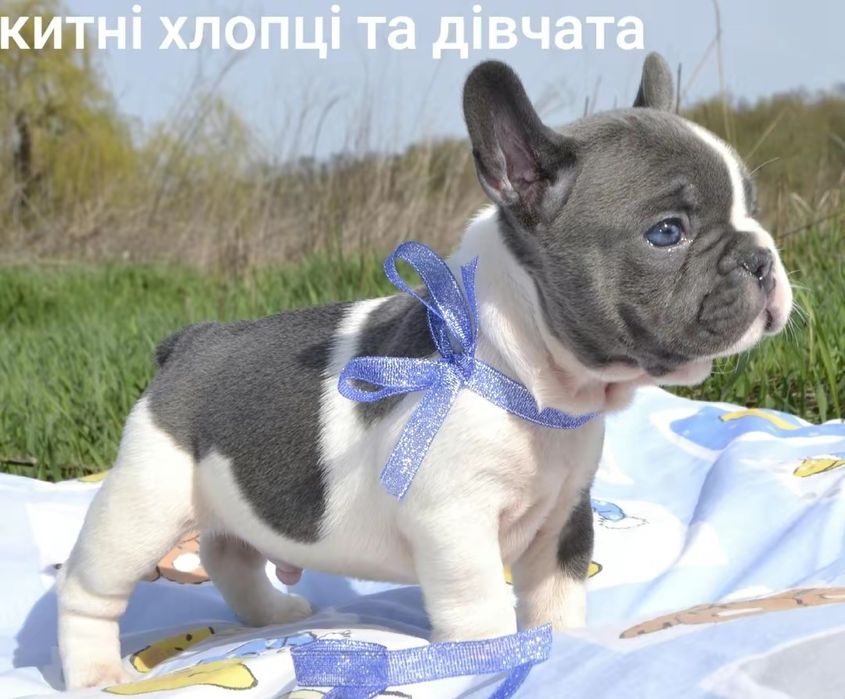 Блакитно бІлий красавчік*