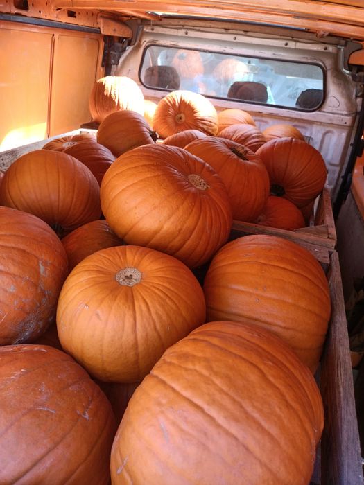 Dynia premium halloween kaliber 4-10kg