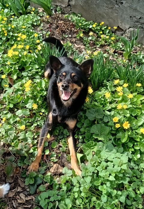 Молода дівчинка Єва шукає відповідальну сім'ю!