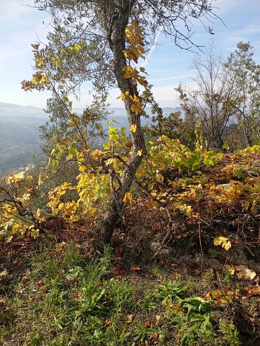 Oliveiras para jardim