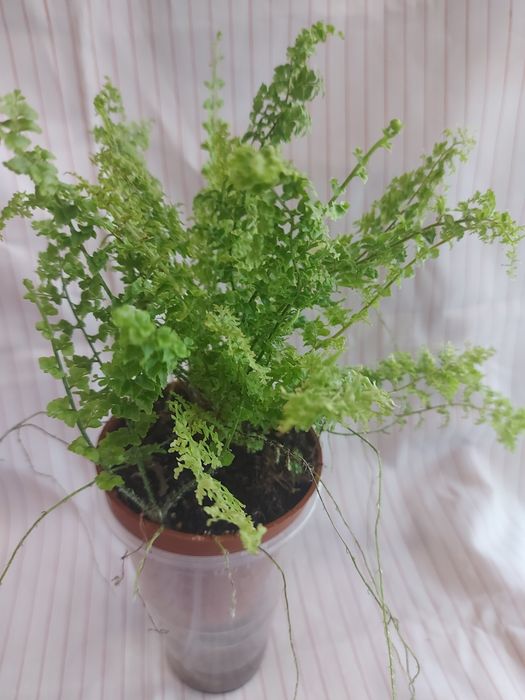 Папоротники декілька різновидів