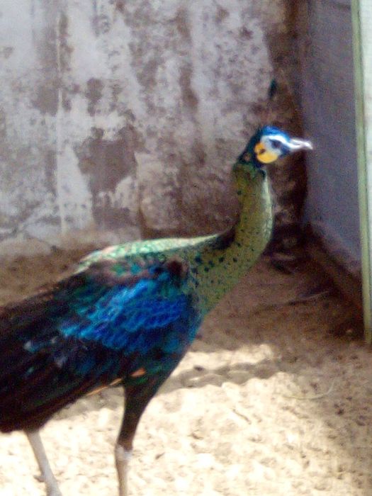 Pavo Muticus Imperator