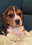 Beagle tricolor, rodowód