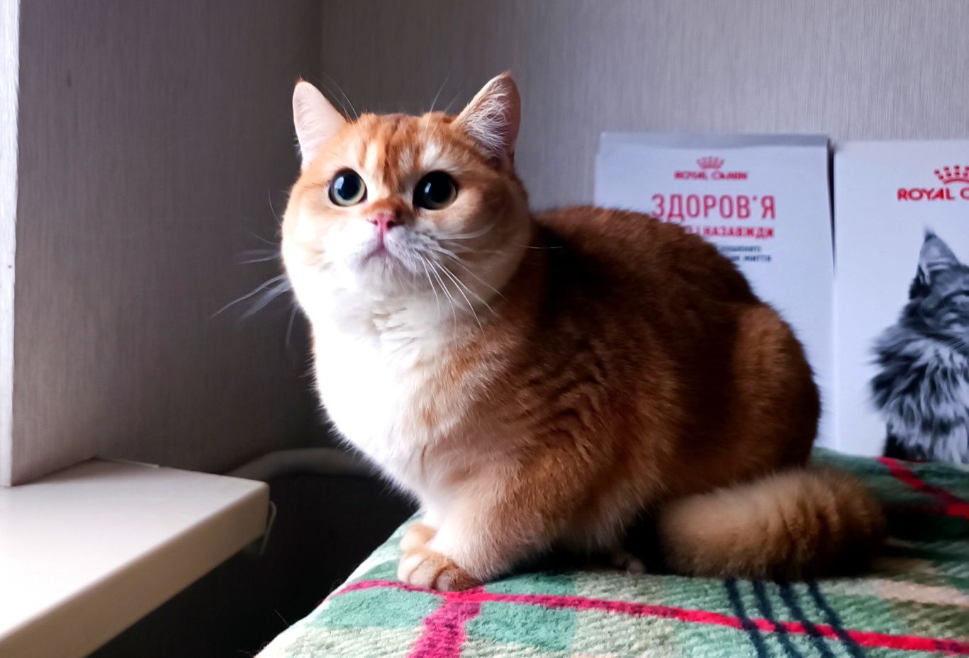 Британские золотые котята