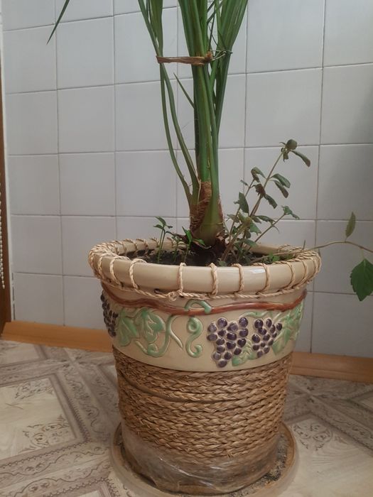 Фінікова пальма, 180 см