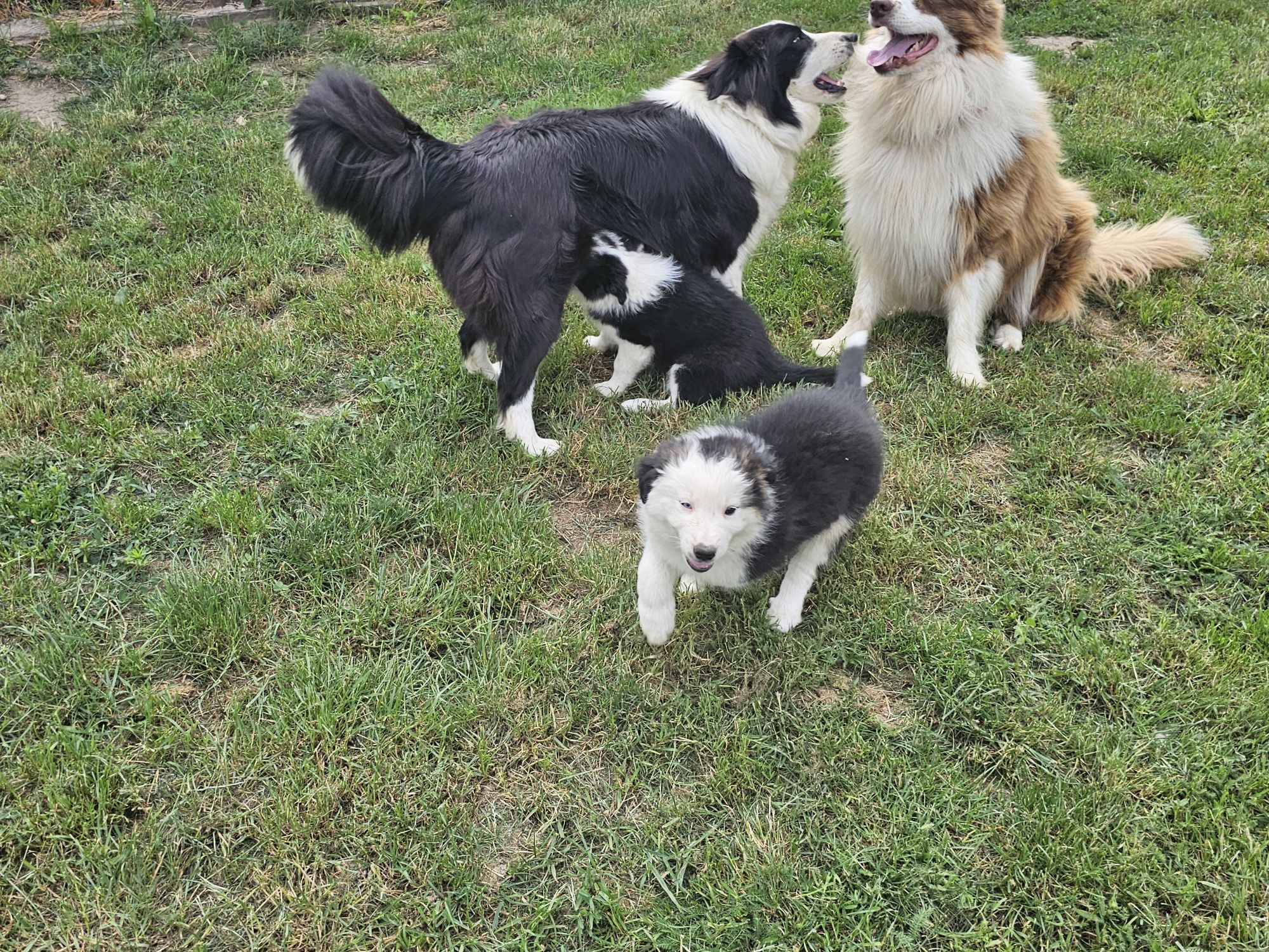 Szczeniaki Border Collie