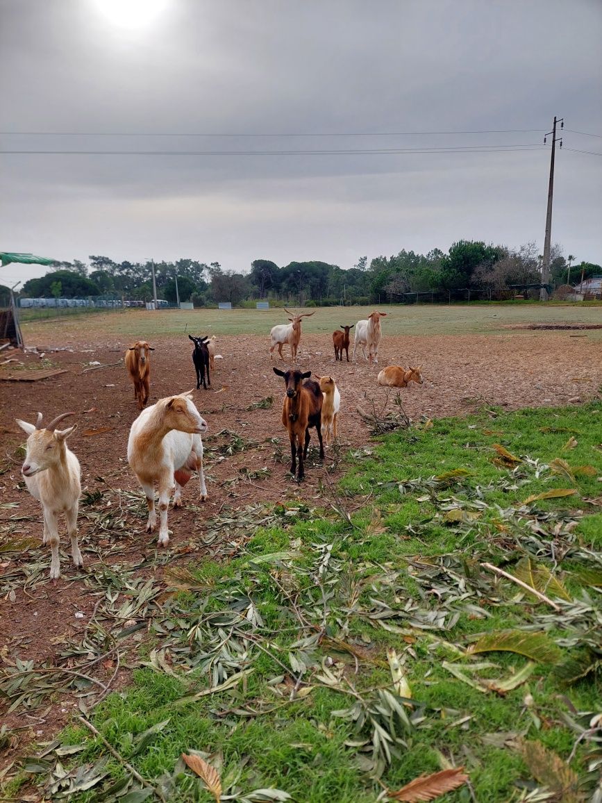 Cabras e cabritos