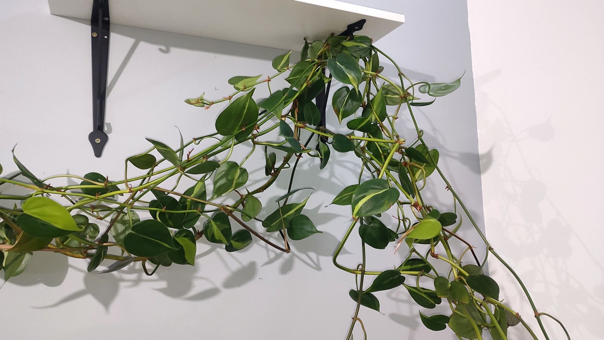 philodendron brasil 5m filodendron epipremnum scandens długie roślina