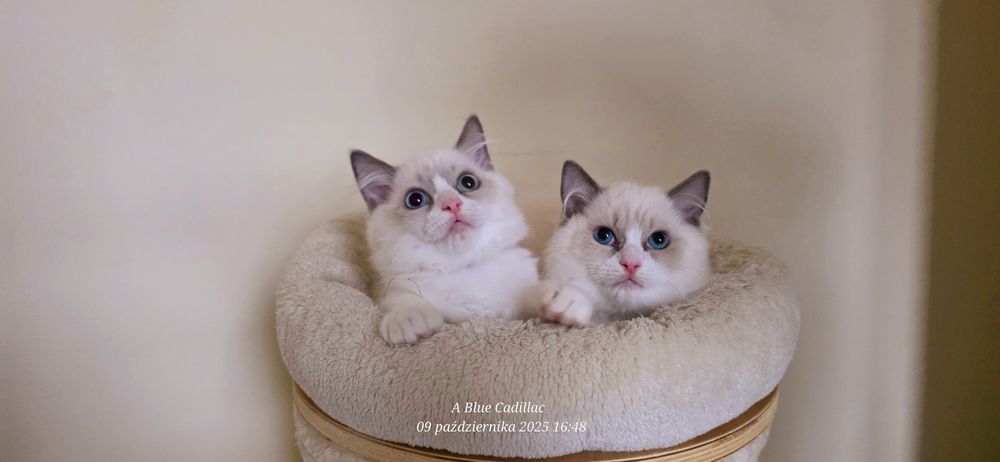 RAGDOLL Kocurki FPL od Ręki ( Hodowlany )