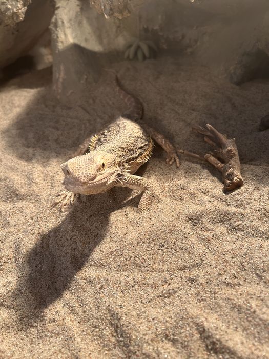 Agama brodata wraz z terrarium