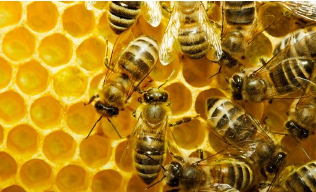 Бджоли Бджолопакети Рої
