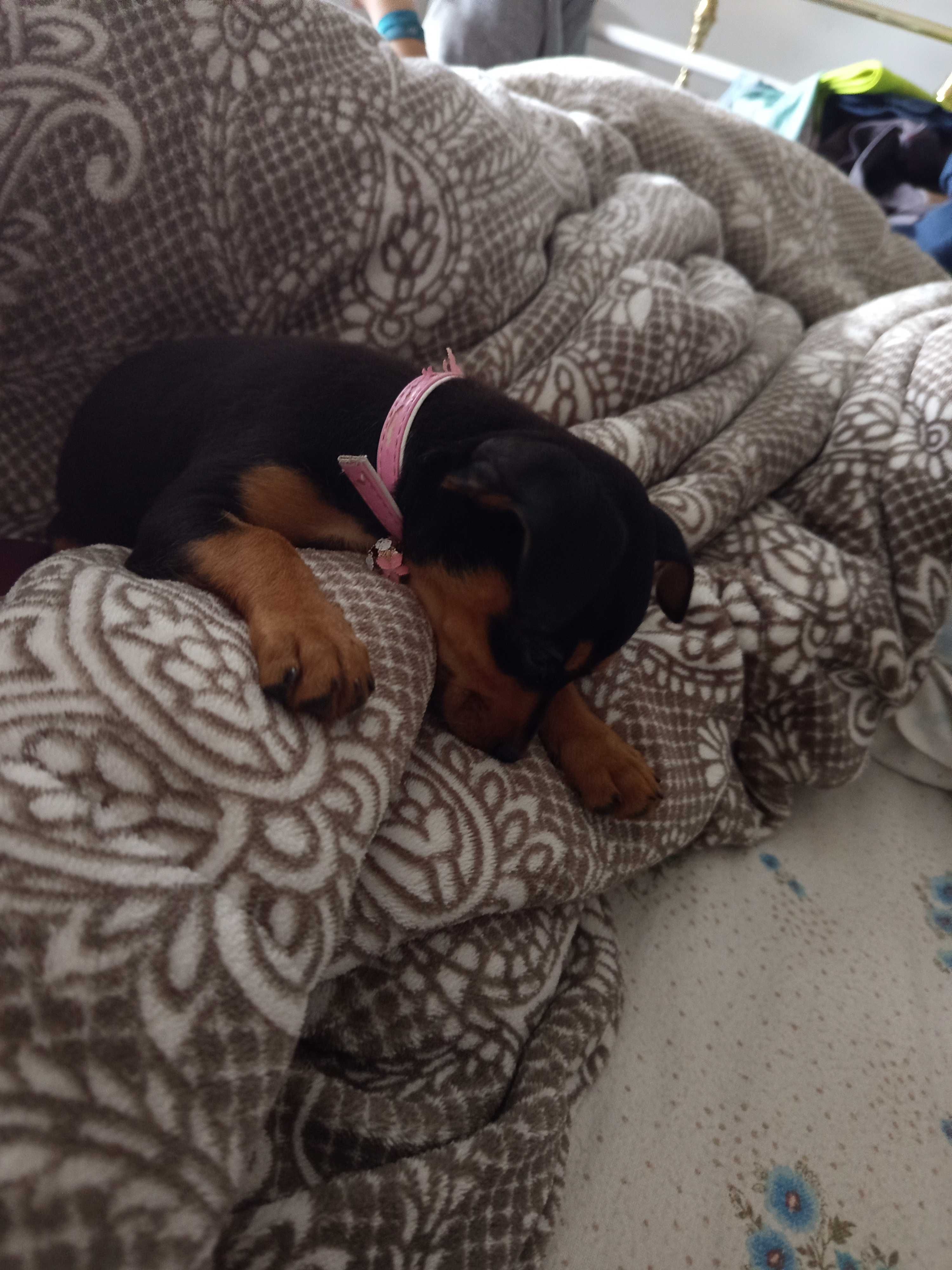 Menina pinscher bebé