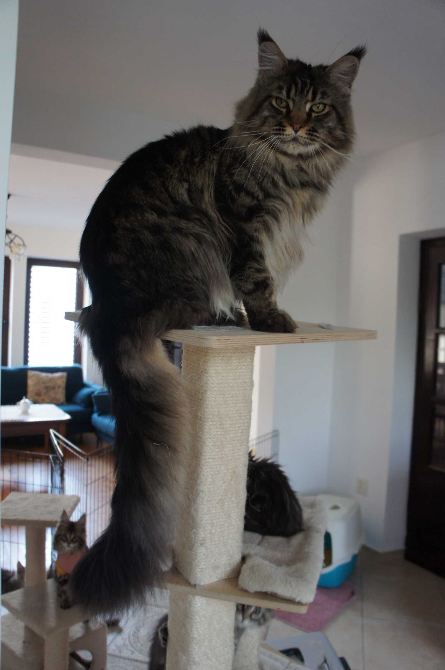 FPL - koteczka  Maine Coon -  GOTOWA