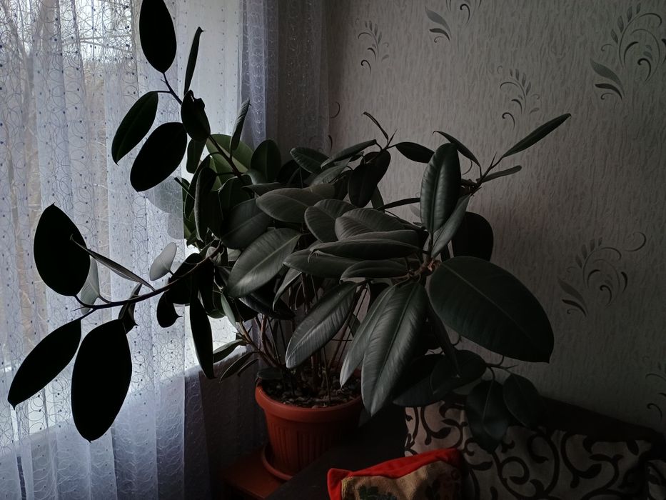Фікус каучуконосний