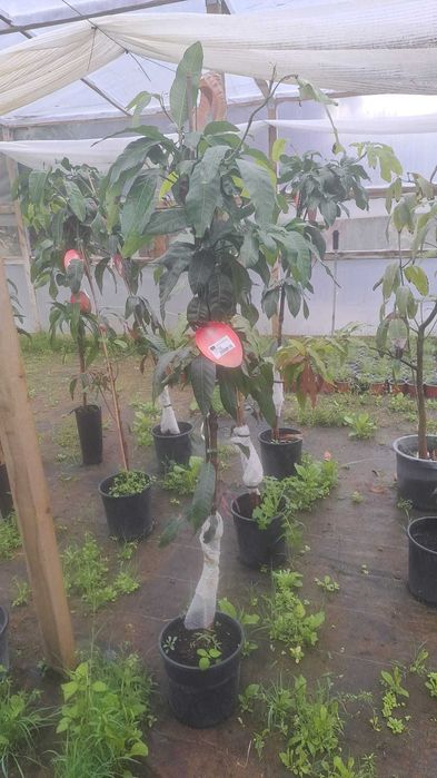 Manga (Mangifera indica)