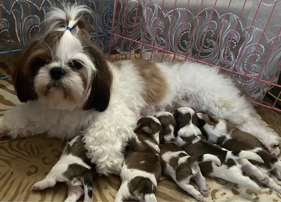 Дівчатка та хлопчики ши тцу, документи ККУ