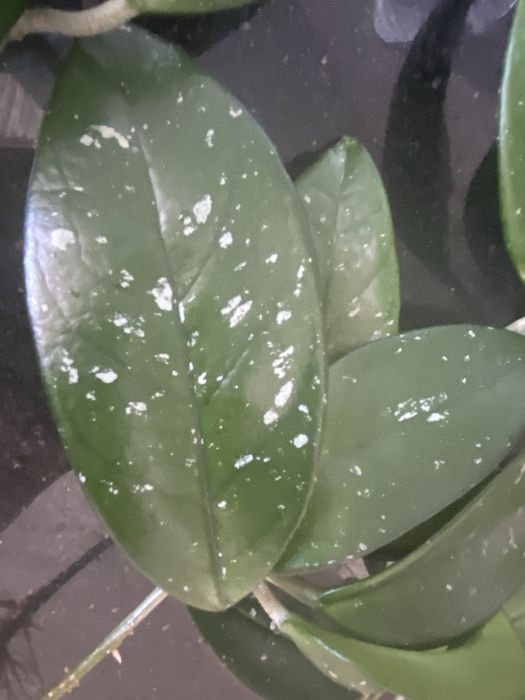 Sadzonki hoja hoya carnosa ukorzenione 9 szt. woskowiec woskownica