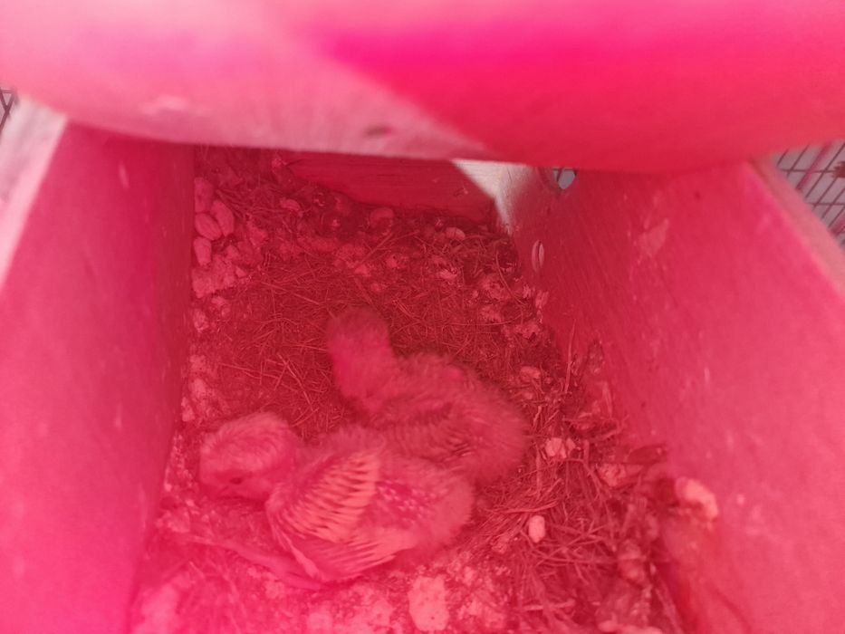 Roseicollis bebés para criar a mao