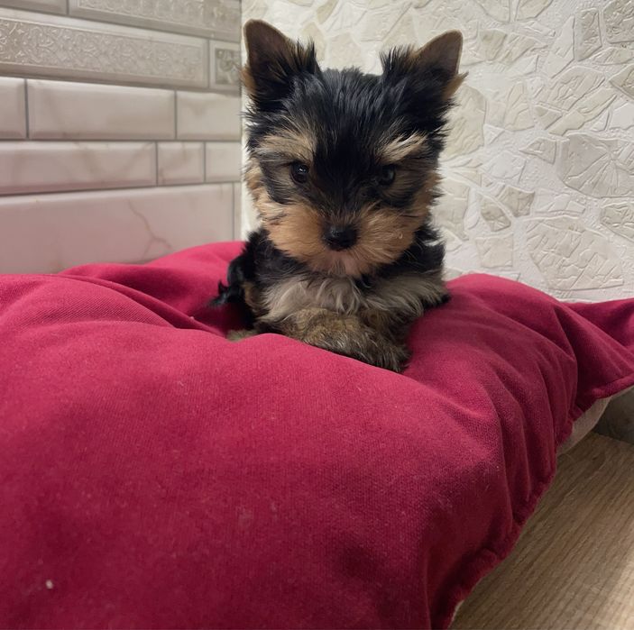 Міні крошечка йорочка