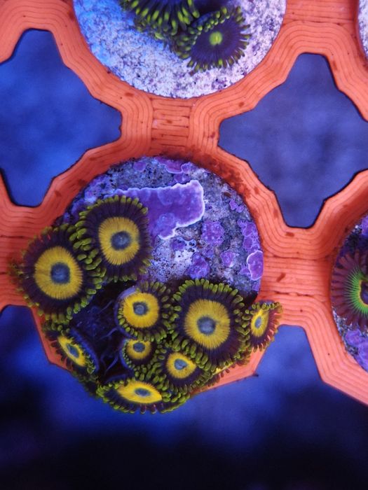 Scrambled Eggs Zoanthus, Corais de água salgada