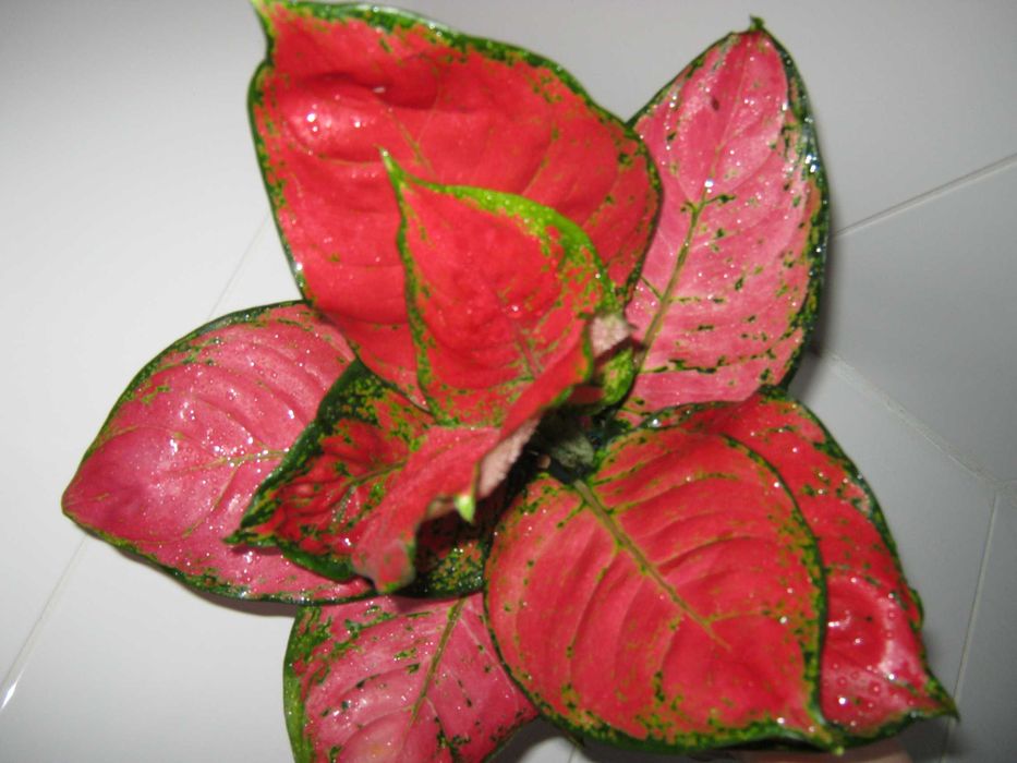 аглаонема красная и желтая есть детки от 350грн