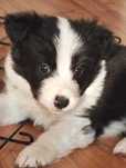 Border Collie ZKwP / FCI czarno biały chłopiec