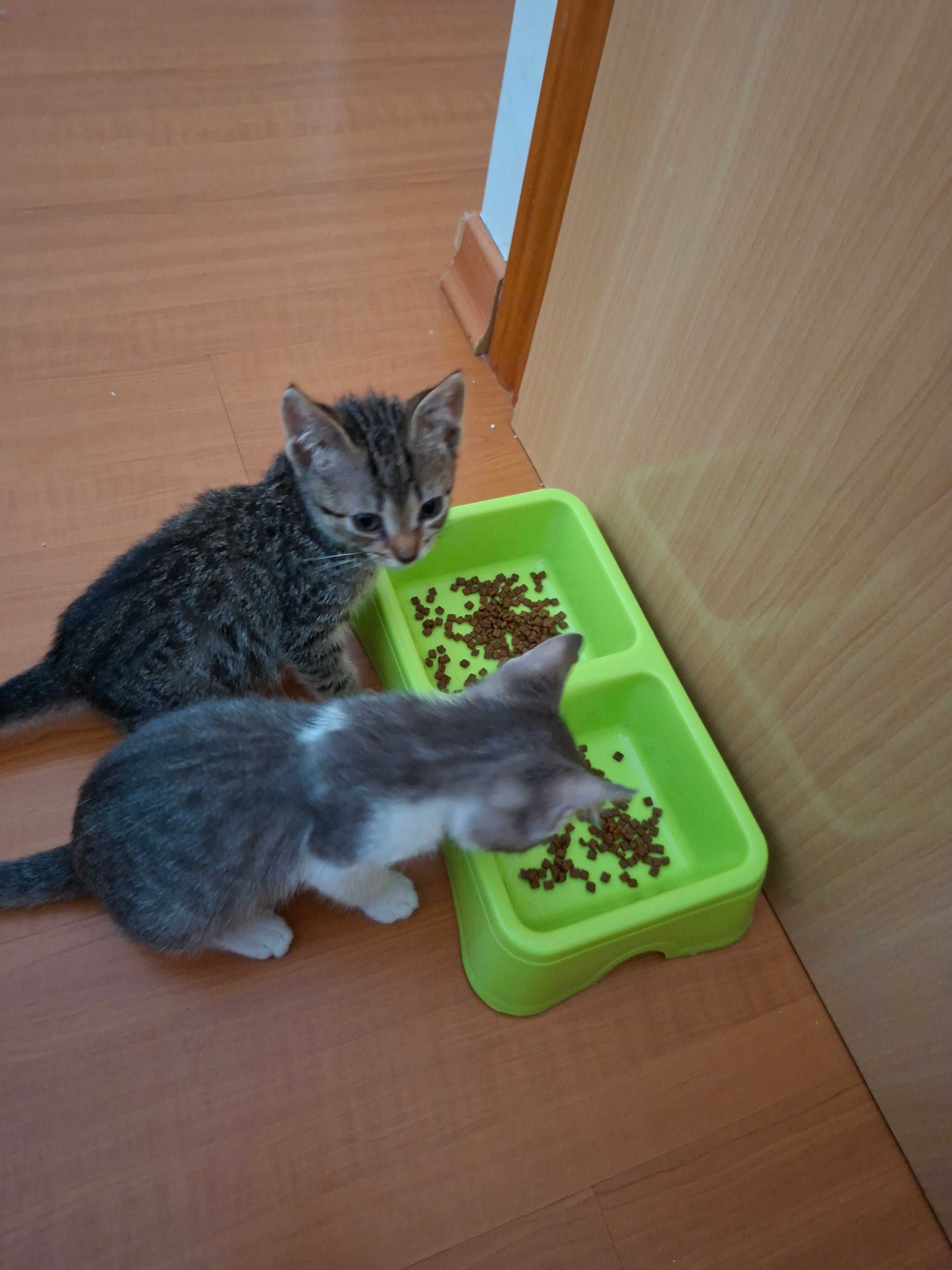 2 Lindas gatinhos  para adoção responsável