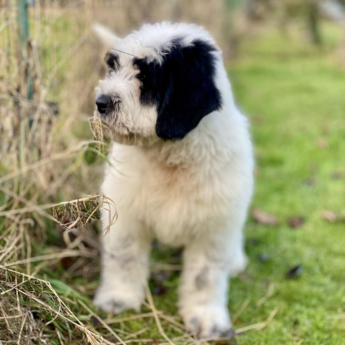 Szczeniak Owczarek Rumuński Mioritic. Hodowla FCI - Felix Pastor.