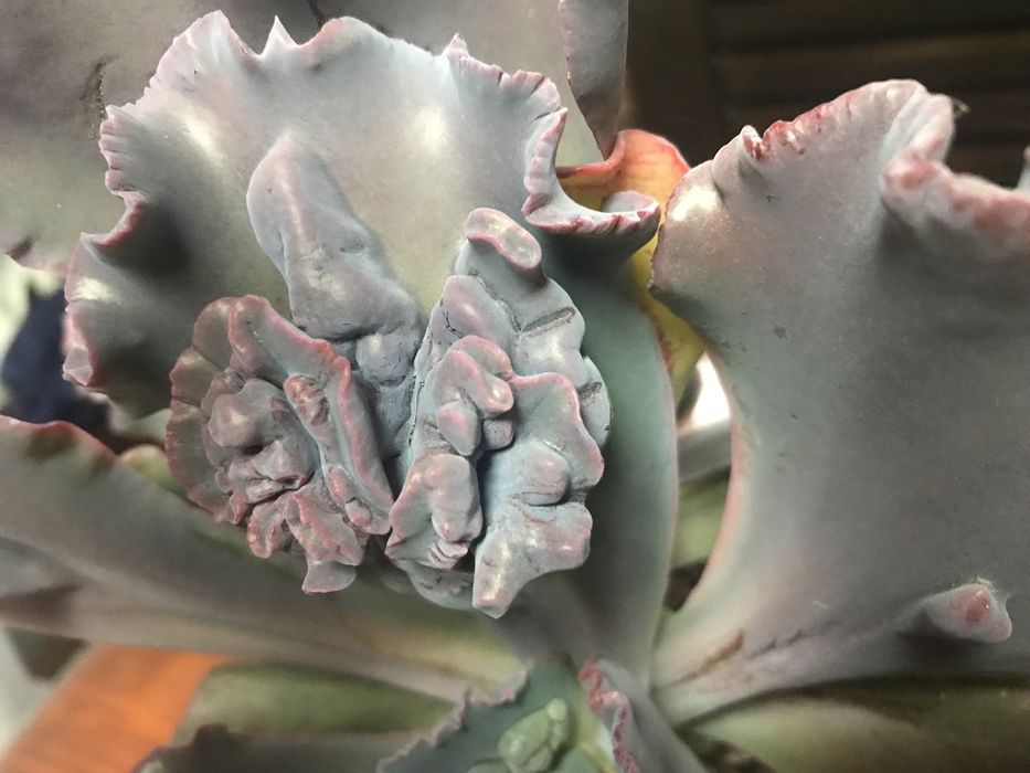 Суккулент Echeveria Ragamuffin ечеверія Рагамафін двуголова