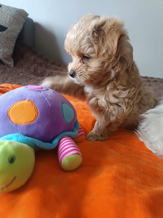 Uroczy szczeniak Maltipoo