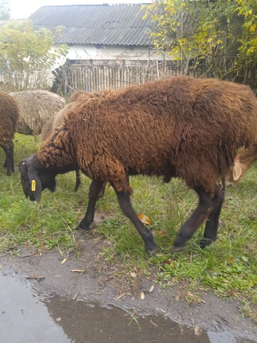 Вівці  черкаська обл.