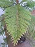 Araucaria Heterophylla com  1,55m