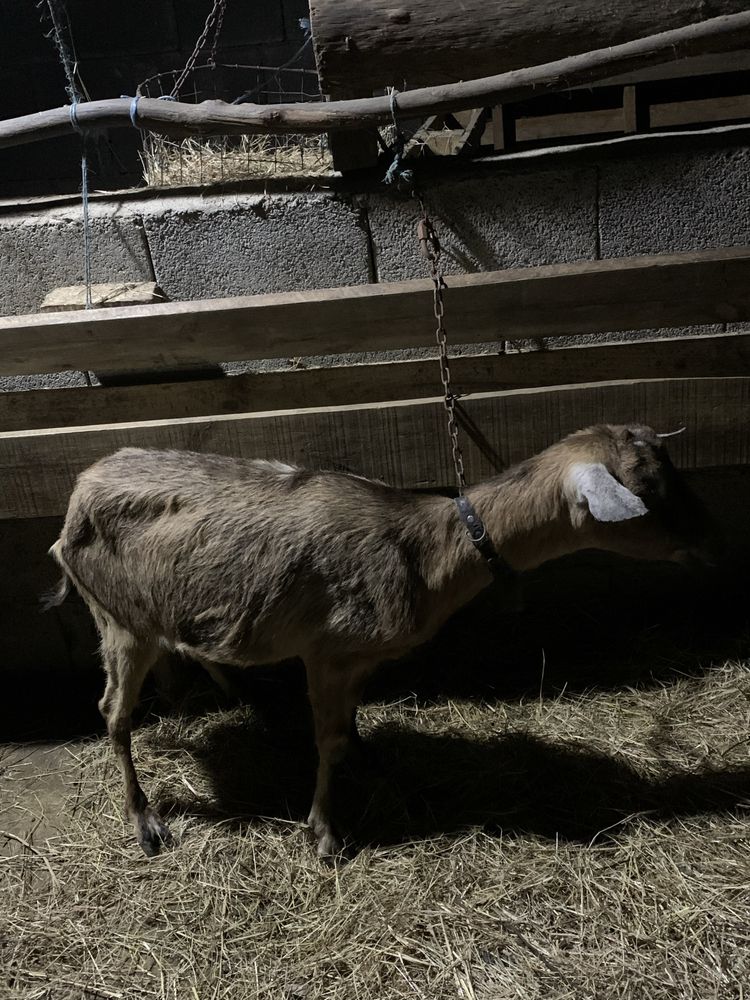 Vendo cabrita prenha crozada de corso