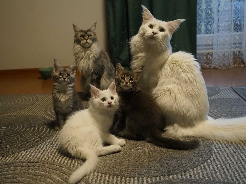 Maine Coon biały hodowla FPL