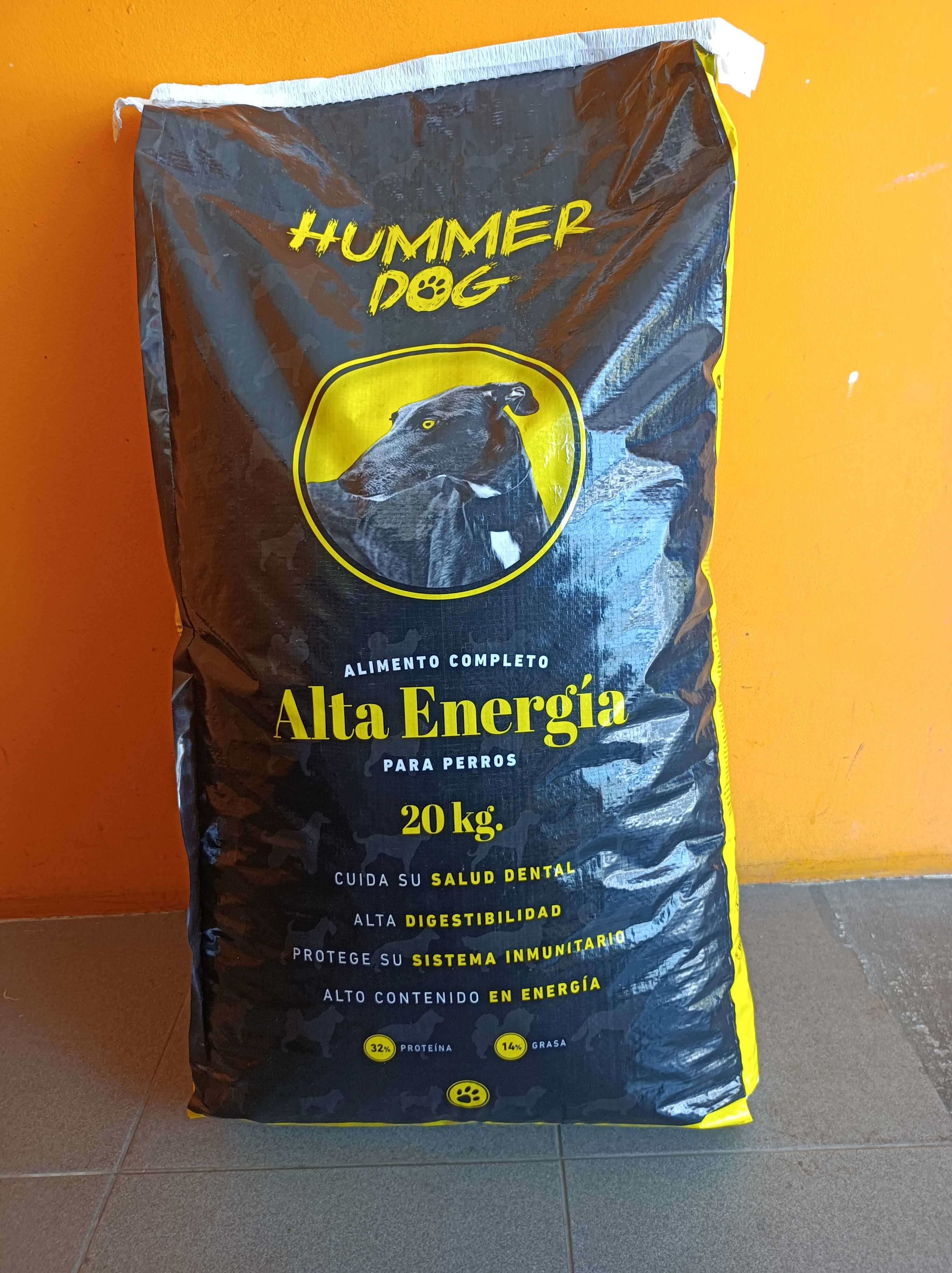 Alta energia cão