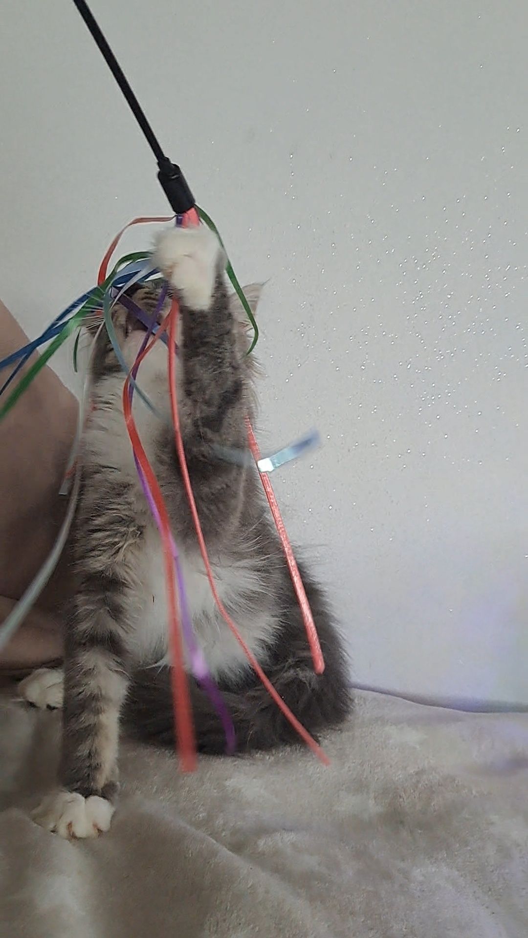 Kotka MaineCoon CIRI niebieska