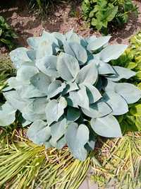 Hosta funkia 3 szt