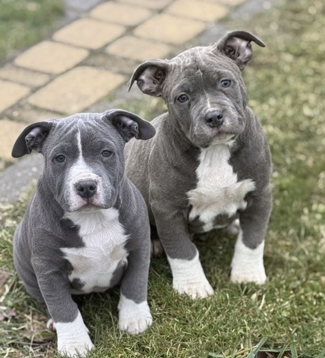 * Amstaff Blue *