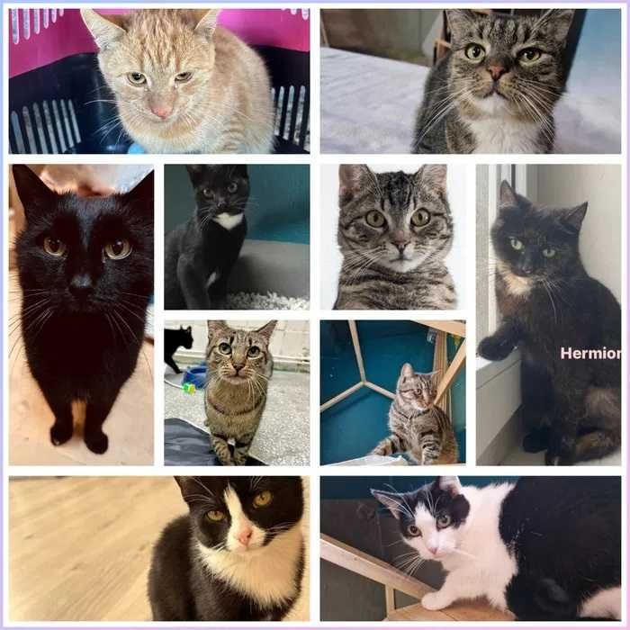 róże śliczne zadbane kociaki do adopcji