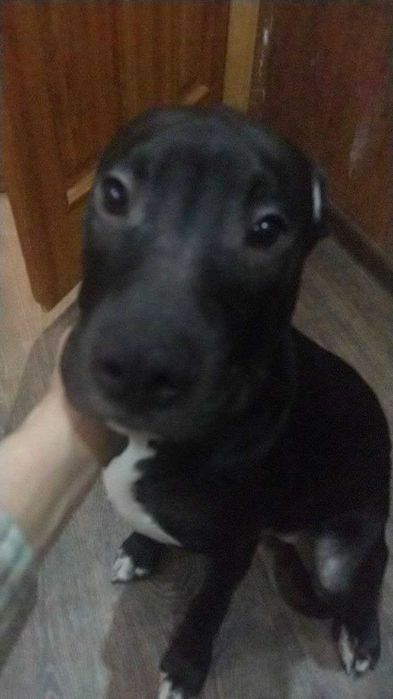 питбуль 6 месецев любит детей