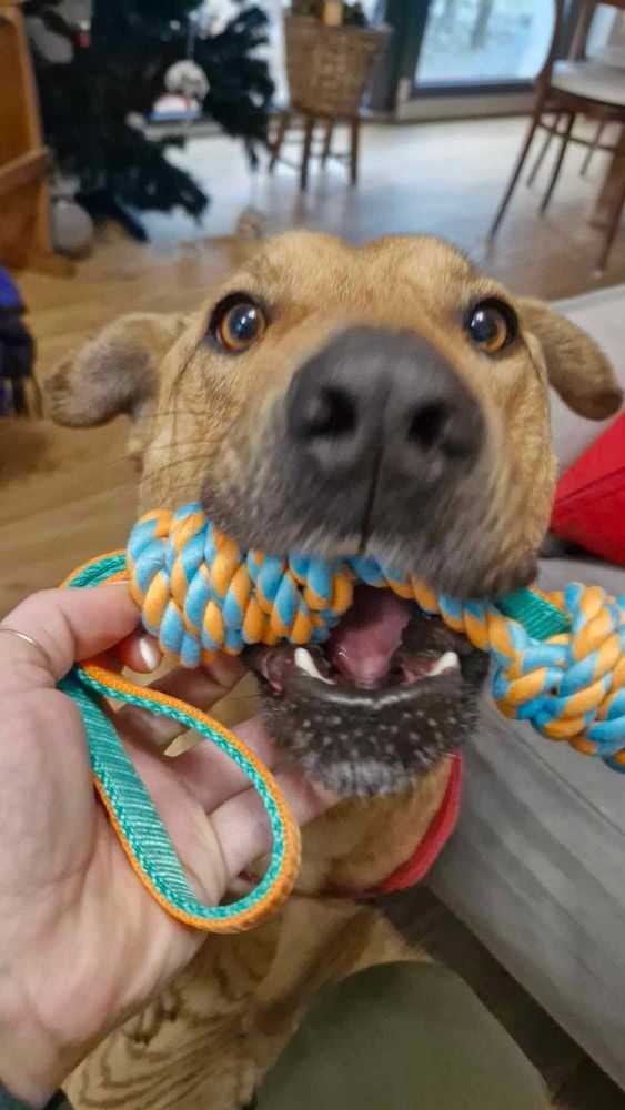 Fiolka - ruda, średniej wielkości, młoda suczka do pilnej adopcji