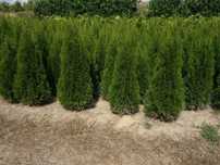 Thuja Smaragd 100,120,140,150 cm! Tuja Szmaragd! Sadzimy! Dowóz! Tuje!